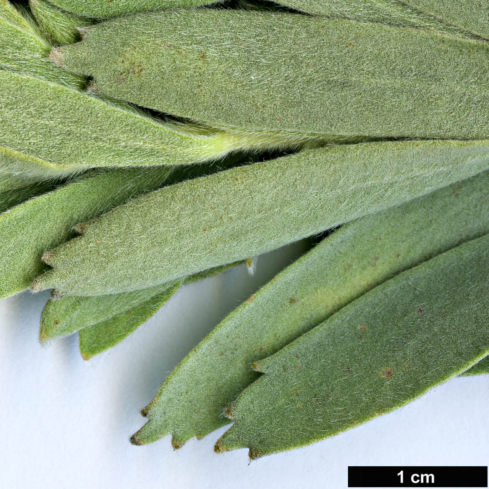 High resolution image: Family: Proteaceae - Genus: Leucospermum - Taxon: reflexum - SpeciesSub: var. reflexum